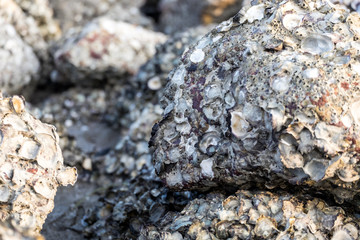 Small Oyster on the stone in Can Gio beach. Can Gio is a small and peaceful  town near Ho Chi Minh city, located in South of Vietnam, Can Gio is famous for its landscape view and seafood
