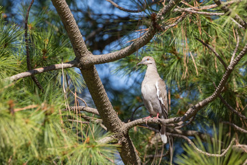 white winged Dove