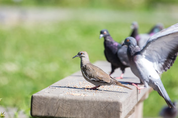 white winged Dove