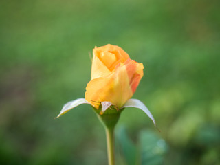 orange bud rose