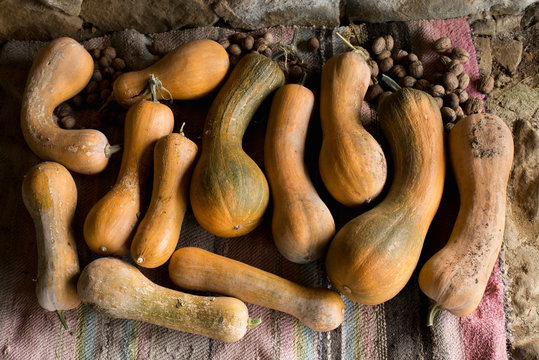 Just picked butternut squash
