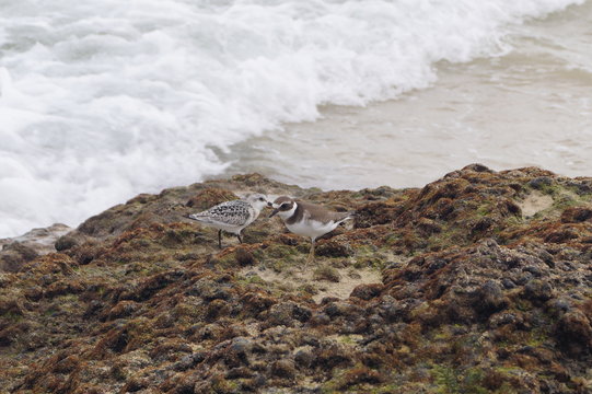 Strandl&auml;ufer (Calidris) auf Fuerteventura