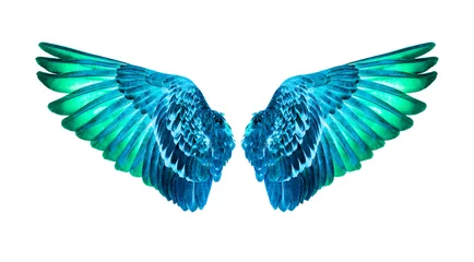 Fotobehang wings of birds on white background,green wings © arunsri