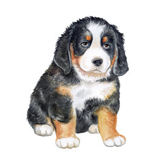 Bernese Mountain Dog. Puppy isolated on white background. Watercolor. Illustration. Template. Clip-Аrt