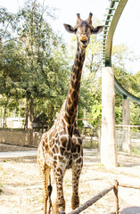 Funny giraffe with open mouth (close up)