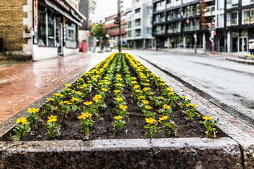 Saint Jean Baptiste Limoilou area with landscaped yellow marigold flower bed