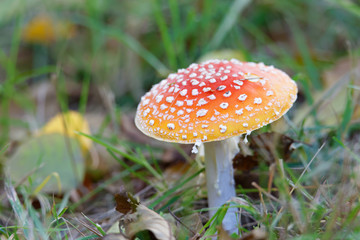 Death cap or toadstool mushroom and yellow leafs on the ground