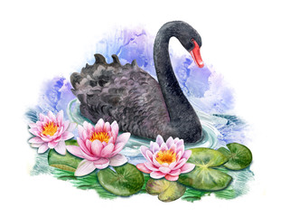 Lotus. Water lilies and black swan. Watercolor. Illustration