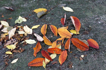 Red and yellow serviceberry leafs on the ground during autumn