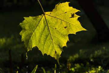 Autumn seasonal specification. Colored fall leaf on nature background. 