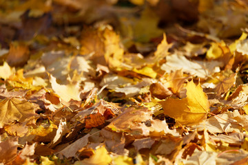 Yellow leafs on the ground during autumn
