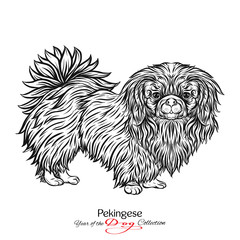 Pekingese. Black and white graphic drawing of a dog. 