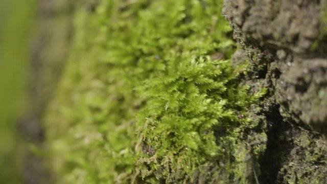 Old trees with lichen and moss in forest. Forest trees nature green wood. Moss on the tree in the forest. Closeup