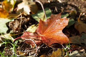 Red and yellow leafs on the ground during autumn