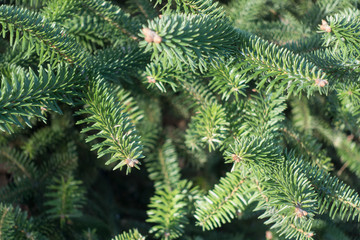 Fototapeta na wymiar Fresh green spruce background