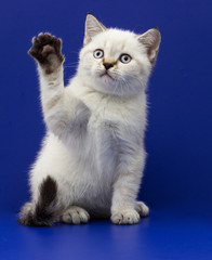 scottish kitten on a blue background