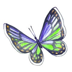 Watercolor drawing of a butterfly.