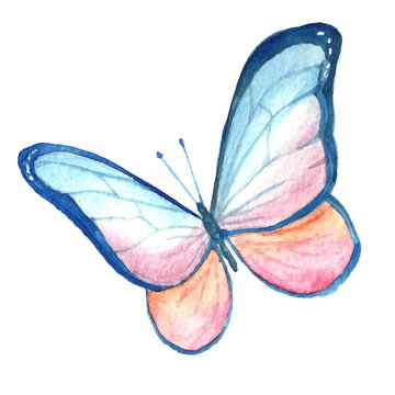 Watercolor drawing of a butterfly.