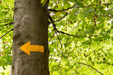 Fototapeta premium Wegweiser auf Baum 