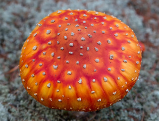 Bright red mushroom cap. View from above. amanita