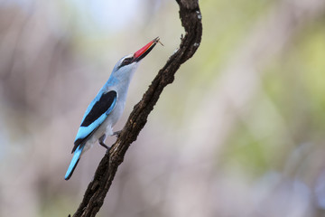 Woodland kingfisher perching with bright blue feathers on branch in shade waiting for prey
