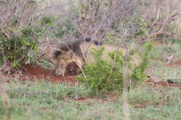 Old male lion digs a warthog from its burrow in nature