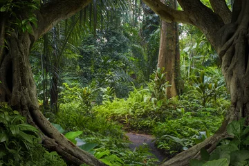 Keuken foto achterwand Jungle Aziatische jungle