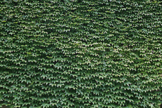 wall covered by ivy