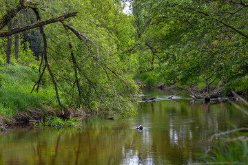 dzika rzeka w centralnej Polsce © Senatorek