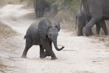 Un jeune éléphant joue sur une route avec de l& 39 alimentation familiale à proximité