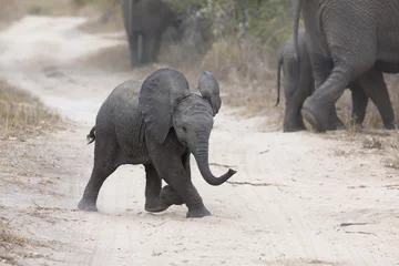Crédence de cuisine en verre imprimé Éléphant Un jeune éléphant joue sur une route avec de l& 39 alimentation familiale à proximité