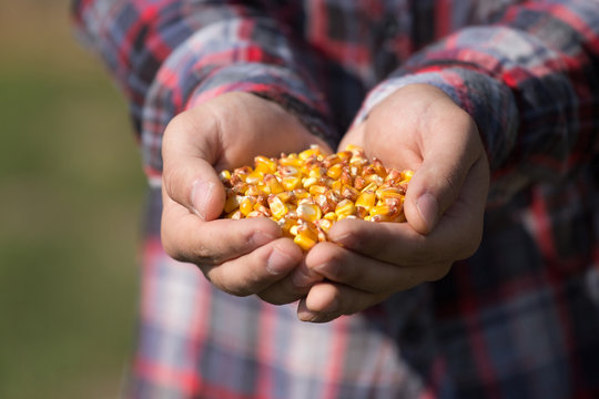 Crn seeds in farmer's hands