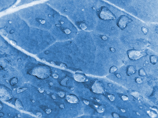 Large transparent water droplets on cabbage leaf. Toned