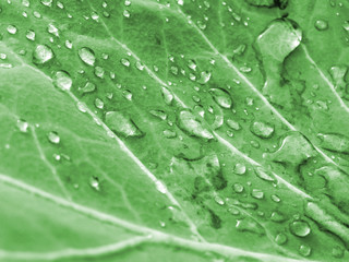 Large transparent water droplets on cabbage leaf. Toned