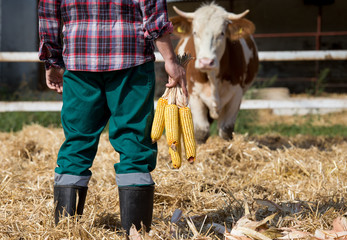 Farmer with corn cobs looking at cow © Budimir Jevtic