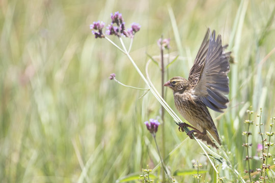 Female Long-tailed Widowbird sitting on a brush