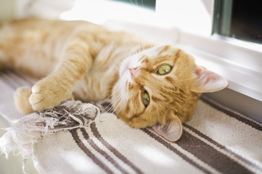 Handsome re dcat looks at the camera while laying on windowsill