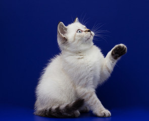 Obraz premium scottish kitten on a blue background