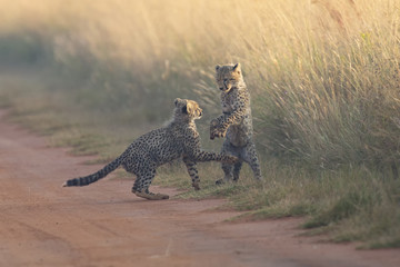 Two Cheetah cubs playing early morning in a road © Alta Oosthuizen
