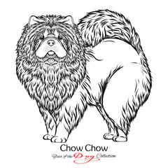 Chow Chow. Black and white graphic drawing of a dog. 