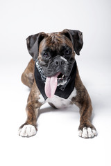 Boxer dog in studio with white background