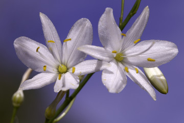 Fototapeta na wymiar Ästige Graslilie (Anthericum ramosum)