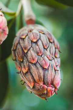Magnolia Tree Cone, Autumn Season