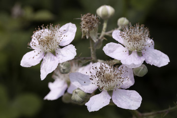 Berg-Brombeere (Rubus montanus) - 175112912