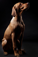 Hungarian hunter dog in studio