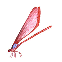 Watercolor drawing of a dragonfly.