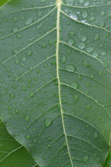 Close up of tree leaf with full of dew in the morning. Feeling fresh and clean.