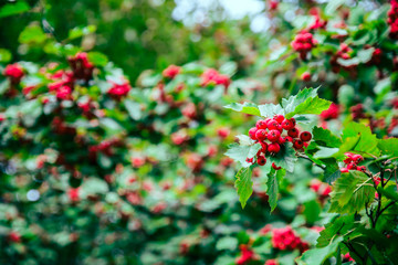 Red berries on the tree