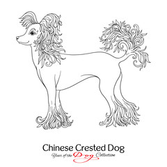 Chinese Crested Dog. Black and white graphic drawing of a dog. 