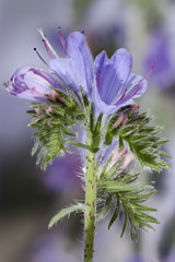 Gemeiner Natterkopf (Echium vulgare) - 175113322